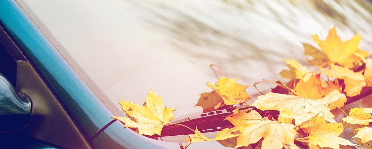 Fall leafs on a car's winshield