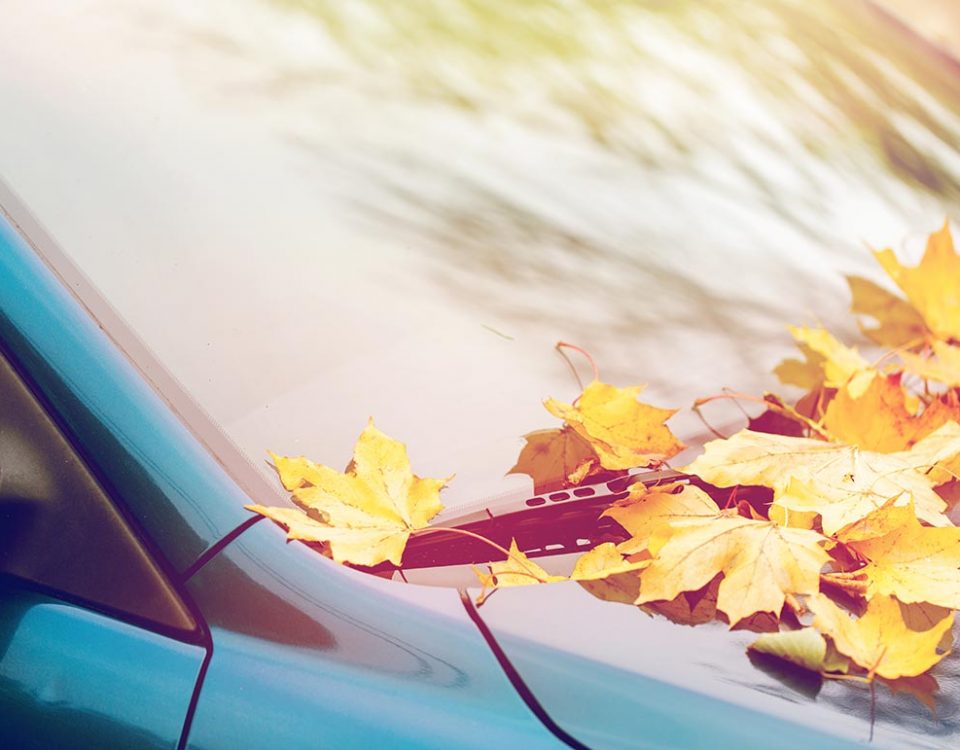 Fall leafs on a car's winshield
